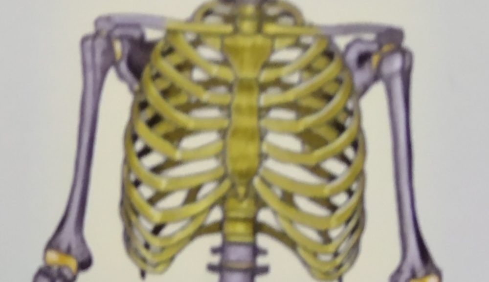 胸郭の崩れ ～ 首 肩 背中など上半身の不調を その３