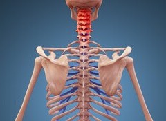 上半身の土台、肩甲骨から ～ 首 肩など上半身のつらさを！ ～ 年度末の忙しさ・続編